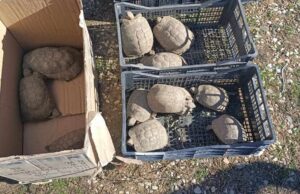 Operazione Family and Friends: sequestrate 28 tartarughe