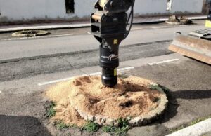 Cagliari, via al ripristino delle palme nel quartiere Europeo