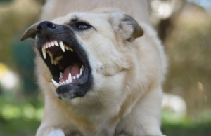 Pula, cane sbrana un gatto: associazione denuncia il sindaco