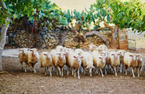 Grave atto intimidatorio a San Vero Milis: sgozzate 50 pecore