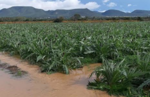 Pagamento domande Pac, Cia Sardegna: “Situazione inaccettabile“