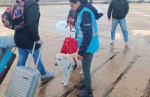 Peste suina, cani molecolari negli scali sardi per controllare le merci