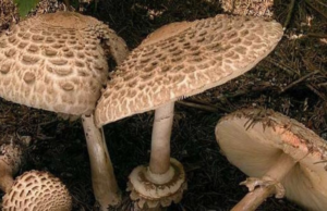 Olbia, 75enne in condizioni gravissime: ha mangiato funghi velenosi