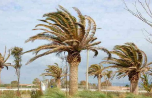 Giorni molto ventosi nell’Isola: il trend proseguirà per una settimana