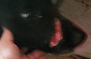 I botti di capodanno lo terrorizzano: cane ferito a Quartu