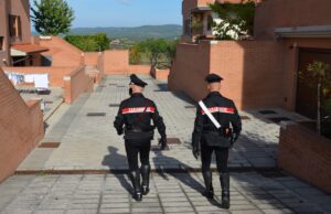 Due pitbull azzannano gatto della vicina: denunciato il padrone