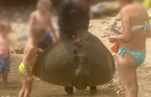 Uccise un esemplare di Altavela: denunciato emigrato sardo