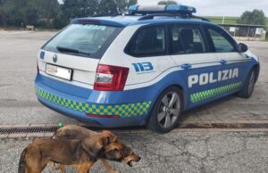 Sardara, due cagnolini salvati dalla Polizia Stradale: vagavano sulla 131