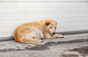 Lotta all’abbandono degli animali: dal Governo Meloni sanzioni più aspre