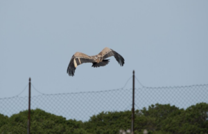 Sardegna più sicura per i grifoni: effettuati interventi per la loro tutela