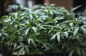 Bortigali, quattro arresti per coltivazione di marijuana: il giudice non convalida