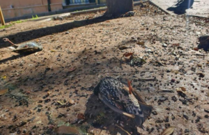 Storni morti a Selargius, individuata la causa: rischio molto basso per l’uomo