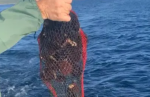 Bosa, pesca illegalmente 250 ricci: scatta la multa da mille euro