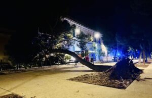 Pericolo a Cagliari: cade un albero in viale Buoncammino