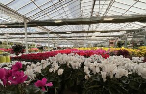 San Valentino, nell’Isola vincono i mazzi di fiori “made in Sardinia”