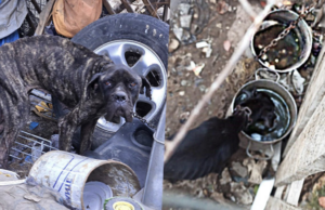 Dramma nel Cagliaritano: cani e conigli ridotti alla fame e abbandonati