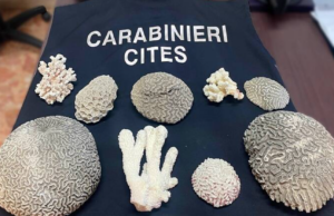 In casa oltre 5 chili di coralli pregiati: denunciato a Oristano