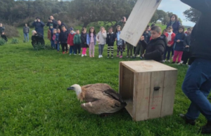 “Ciuffo” riprende a volare: libero il grifone ferito dai cavi elettrici
