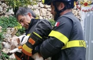 Cagliari, cane intrappolato tra foglie spinose: salvato dai vigili del fuoco