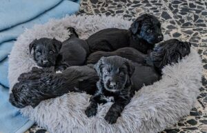 Gli ospiti del canile di Cagliari cercano casa, arrivati 14 cuccioli