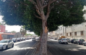 Cagliari, schianto in viale Colombo: danneggiati due ficus