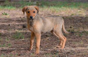 Al canile municipale di Cagliari, Willy cerca una nuova famiglia