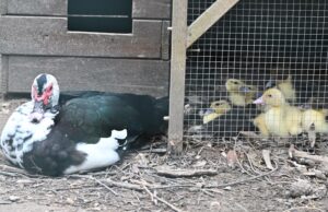 L’incanto della nascita a Monte Urpinu: ecco 8 nuovi anatroccoli