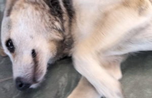 L’uccisione di Dollarina scuote Tempio | Il sindaco: “Azione deliberata e vile”