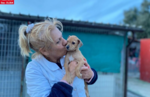 Escalation violenta sugli animali: allarme a Olbia e Sassari