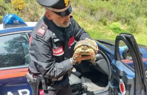 Iglesias, intervento speciale per i Carabinieri: salvata una tartaruga ferita