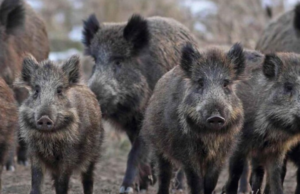 Troppi cinghiali nell’Oristanese: via ad azioni di contenimento