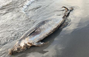 Dramma ad Arborea: trovato un delfino morto in spiaggia