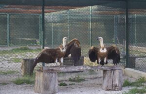 Il ritorno dei grifoni nel Sud Sardegna, dalla Spagna ecco 21 esemplari