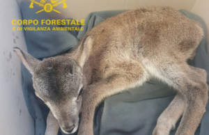 Usassai, cucciolo di muflone salvato da due escursionisti