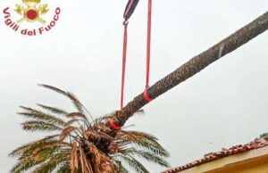 Arborea, paura all’Oratorio: palma di 15 metri cade sul tetto