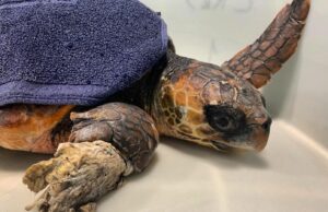 La triste storia di Pasqualina: tartaruga intrappolata nel nylon e salvata ad Arbus