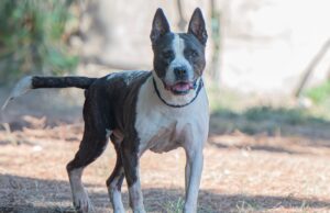 Investito e ferito nei pressi di Sa Illetta, ora Arvin cerca una famiglia