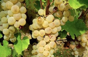 5Star Wines, il miglior bianco d’Italia è la Vernaccia di Oristano