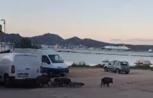 Decine di cinghiali in giro per Olbia: petizione dei residenti
