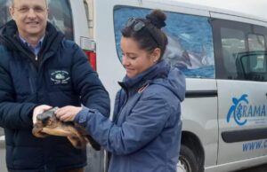 Alghero, salvata una tartaruga marina in difficoltà: aveva ingerito plastica