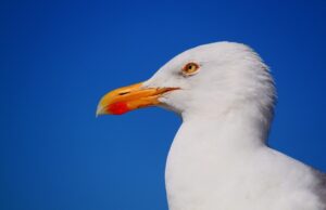 Si fa un selfie con un gabbiano reale: skipper a processo