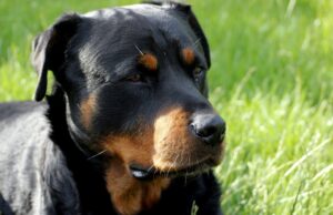 Aggredito da rottweiler a Porto Torres: il cane verrà “rieducato”