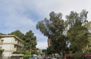 Cagliari, abbattuto un Pinus pinea: era a rischio caduta