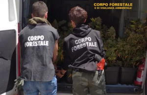 Sarroch, sequestrata piantagione illegale di cannabis: un arresto