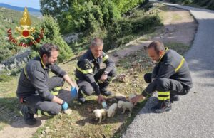 Lanusei, cuccioli abbandonati sotto un ponte: salvati dai vigili del fuoco