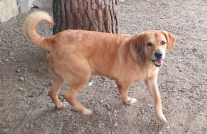 Canile comunale di Cagliari: Nutella cerca una famiglia