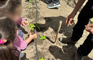 Educazione alimentare, i bambini di Sennori a “scuola di orto”