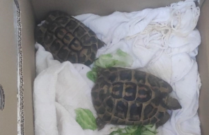 “Ruba” due tartarughe protette: sardo fermato al porto di Olbia