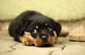 Cagnolino rinchiuso senza cibo: una denuncia nel Cagliaritano