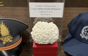 Dal Perù a Cagliari con un corallo in valigia, rischia multa di 15mila euro